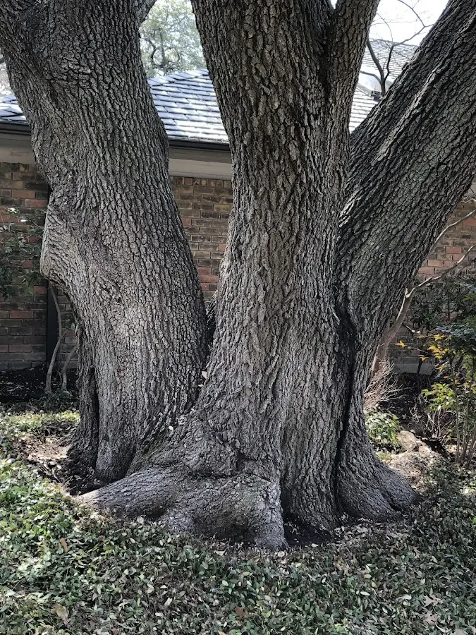 Mature heritage tree close to a Humphrey property cared for by certified arborists